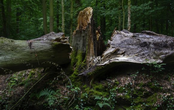 Foreste devastate dal maltempo: strage 14 mln di alberi