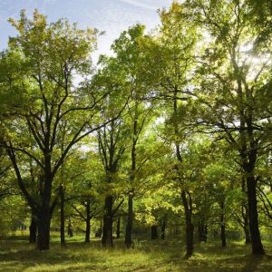 Intesa Sanpaolo per un mondo più green